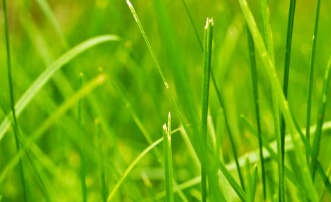 绿色轰炸工具版